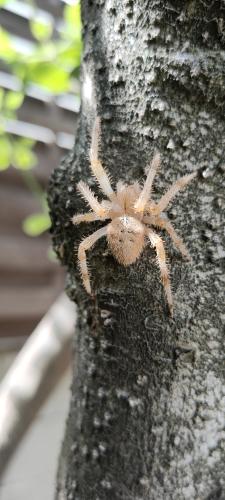 Réf. 347 499 : Araneus pallidus